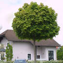 Acer platanoides 'Globosum' - Kugelahorn