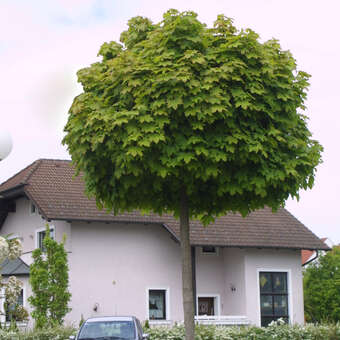 Acer platanoides 'Globosum'