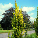 Ulmus hollandica 'Wredei' - Gold-Säulenulme