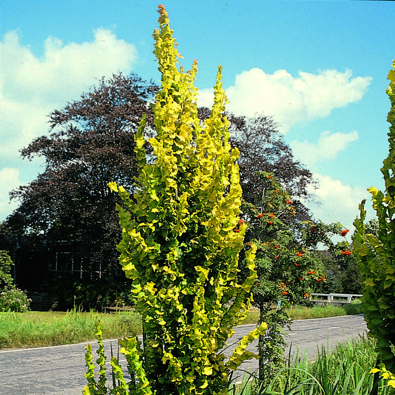 Goldulme Ulmus hollandica 'Wredei'