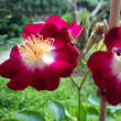 Rose 'Hiawatha': Bild 2/3