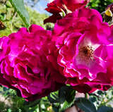 Rose 'Blue Eden' - Moderne Strauchrose