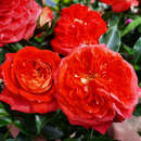 Rose 'Starlet Carmen' - Moderne Kletterrose, Mini-Rambler