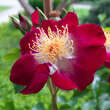Rose 'Hiawatha': Bild 3/3