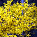 Forsythia 'Maree d'Or' - Zwerg-Goldglöckchen