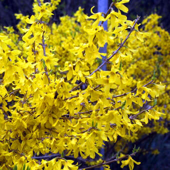 Forsythia 'Maree d'Or'