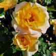 Rose 'Sunmaid': Bild 2/2