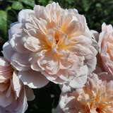 Rose 'Elizabeth' - Englische Strauchrose