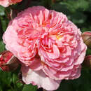 Rose 'Theo Clevers' - Essbare Rose, Beetrose