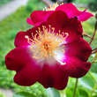 Rose 'Hiawatha': Bild 1/3