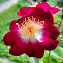Rose 'Hiawatha' - Ramblerrose