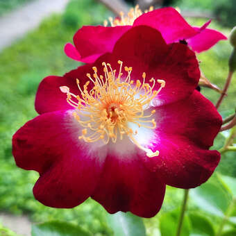 Rose 'Hiawatha'