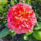 Rose 'Maleica' - Edelrose