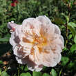 Rose 'Elizabeth': Bild 1/2