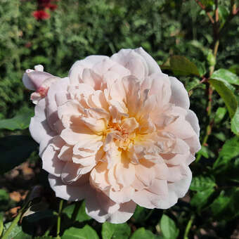 Rose 'Elizabeth'