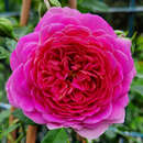 Rose 'Starlet Melina' - Moderne Kletterrose, Mini-Rambler