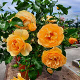 Rose 'Starlet Lizzy' - Moderne Kletterrose, Mini-Rambler