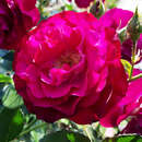 Rose 'Blue Eden' - Moderne Strauchrose