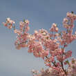 Japanische Blütenkirsche - Bild 6
