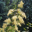 Holodiscus discolor: Bild 1/1