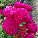 Rose 'Dolce' - Essbare Rose