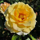 Rose 'Sunmaid' - Beetrose