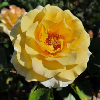 Rose 'Sunmaid'