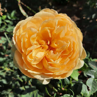 Rose 'Bring Me Sunshine'