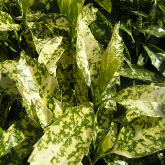 Aucuba japonica 'Variegata'