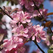 Malus 'Rotes Kreuz': Bild 3/6