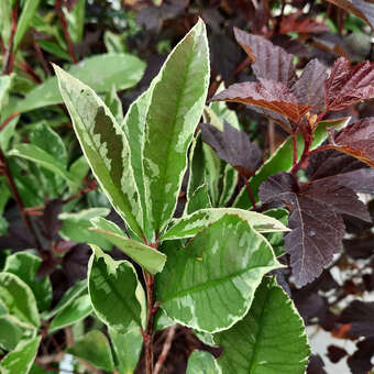 canna durban plant CANNA 'TROPICANNA' (DURBAN)