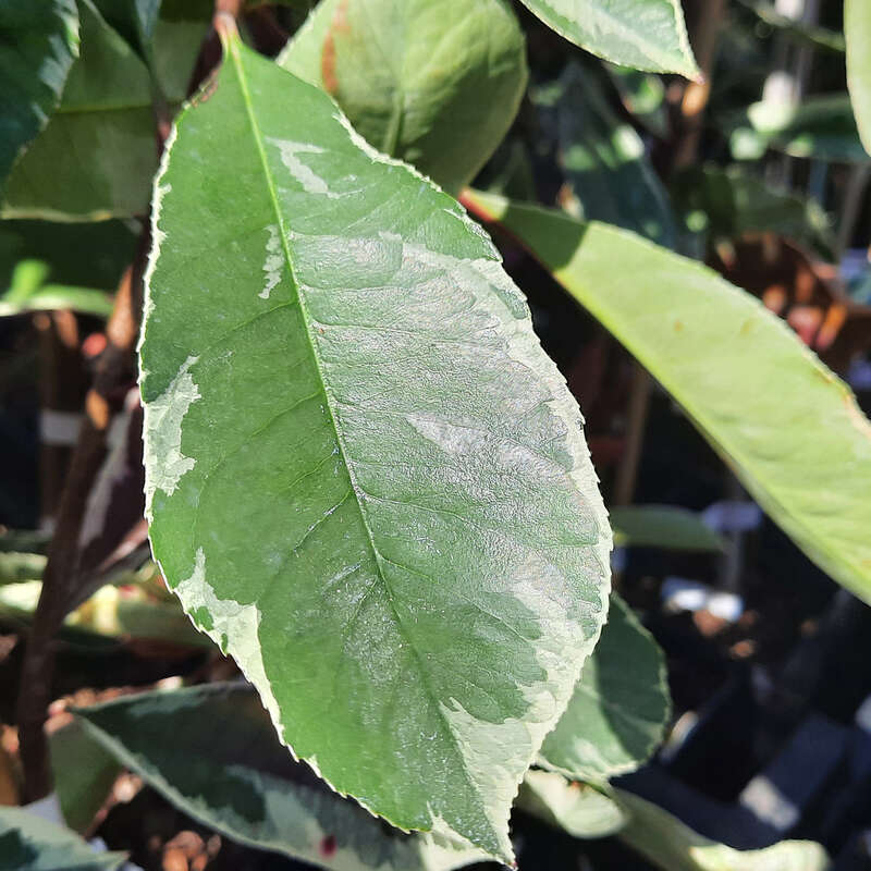 Bunte Glanzmispel - Photinia fraseri 'Pink Marble' - wei