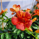 Campsis tagliabuana 'Orangeade' - Jasmintrompete, Trichtertrompete