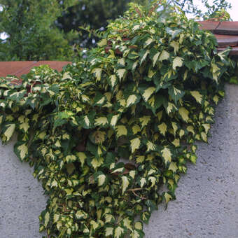 Hedera helix 'Goldherz'