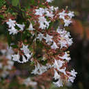 Weiße Abelie - Abelia grandiflora