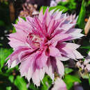 Clematis 'Multi Pink' - Waldrebe, Großblumige Garten-Clematis
