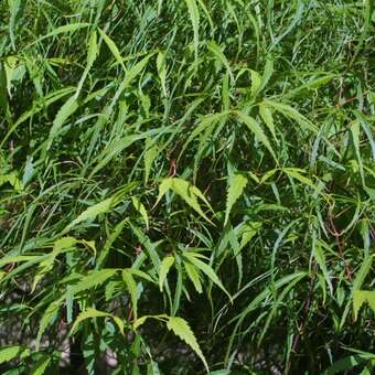 Acer palmatum 'Scolopendriifolium'