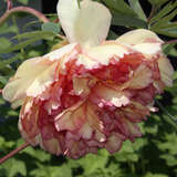 Paeonia suffruticosa orange - Strauch-Pfingstrose