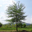 Gleditsia triacanthos: Bild 2/7
