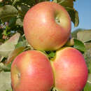 Malus domestica 'Rhapsodie' - Säulenapfel