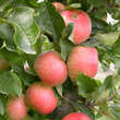 Malus domestica 'Rhapsodie': Bild 3/3