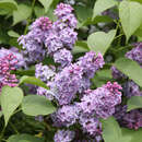 Syringa vulgaris - Gewöhnlicher Flieder