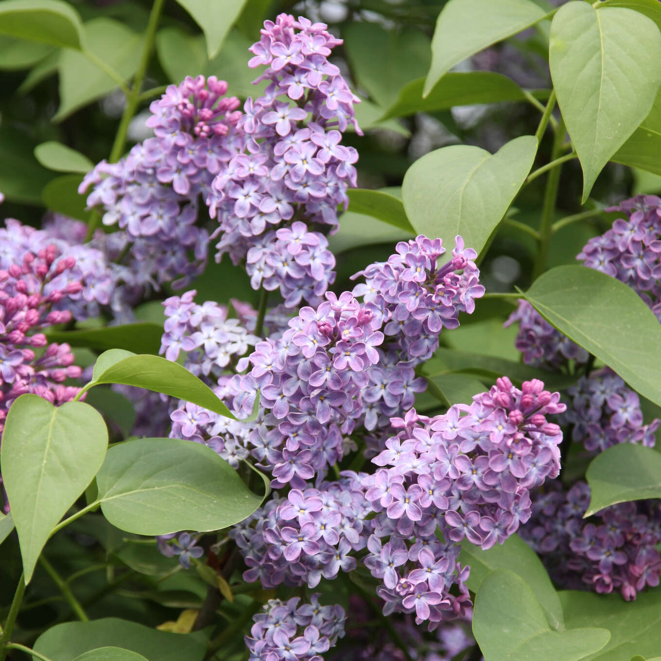 gew-hnlicher-flieder-syringa-vulgaris-lila