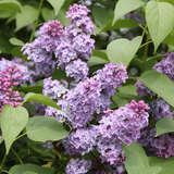 Syringa vulgaris - Gewöhnlicher Flieder