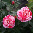 Rose 'Abracadabra': Bild 5/6