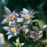 Clematis alpina - Alpenwaldrebe