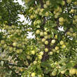 Prunus salicina 'Shiro': Bild 4/7