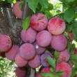 Prunus salicina 'Shiro': Bild 2/7