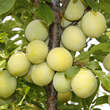 Prunus salicina 'Shiro': Bild 3/7
