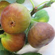 Ficus carica 'Little Miss Figgy': Bild 2/2